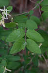 Amur honeysuckle